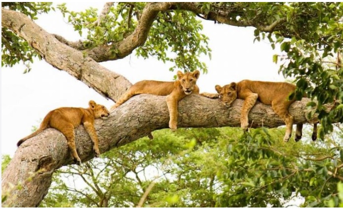 A lion resting in open savannah in Queen Elizabeth National Park, western Uganda