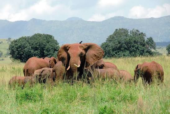 Kidepo Valley National Park