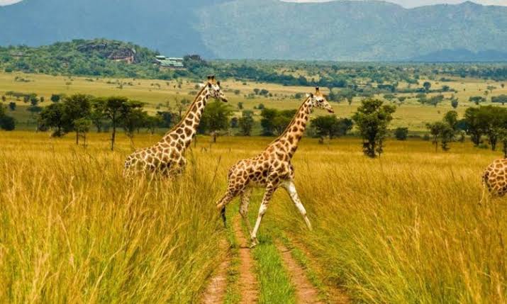 Kidepo Valley National Park