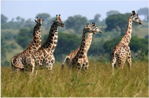 4-Day Queen Elizabeth & Lake Mburo Wildlife Safari