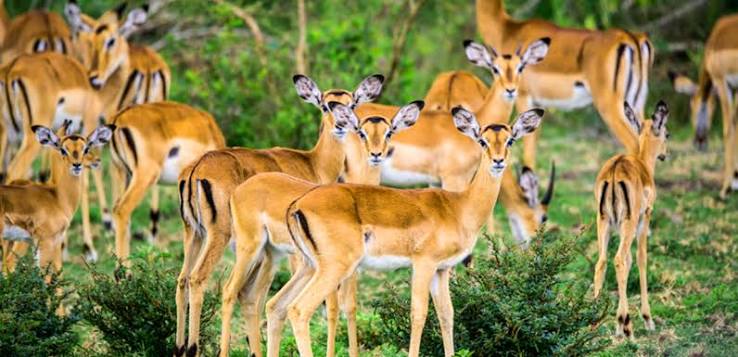 6-Day Uganda Gorilla & Wildlife Safari
