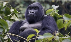 3-Day Bwindi Gorilla Trekking Safari — photo 1 of 2