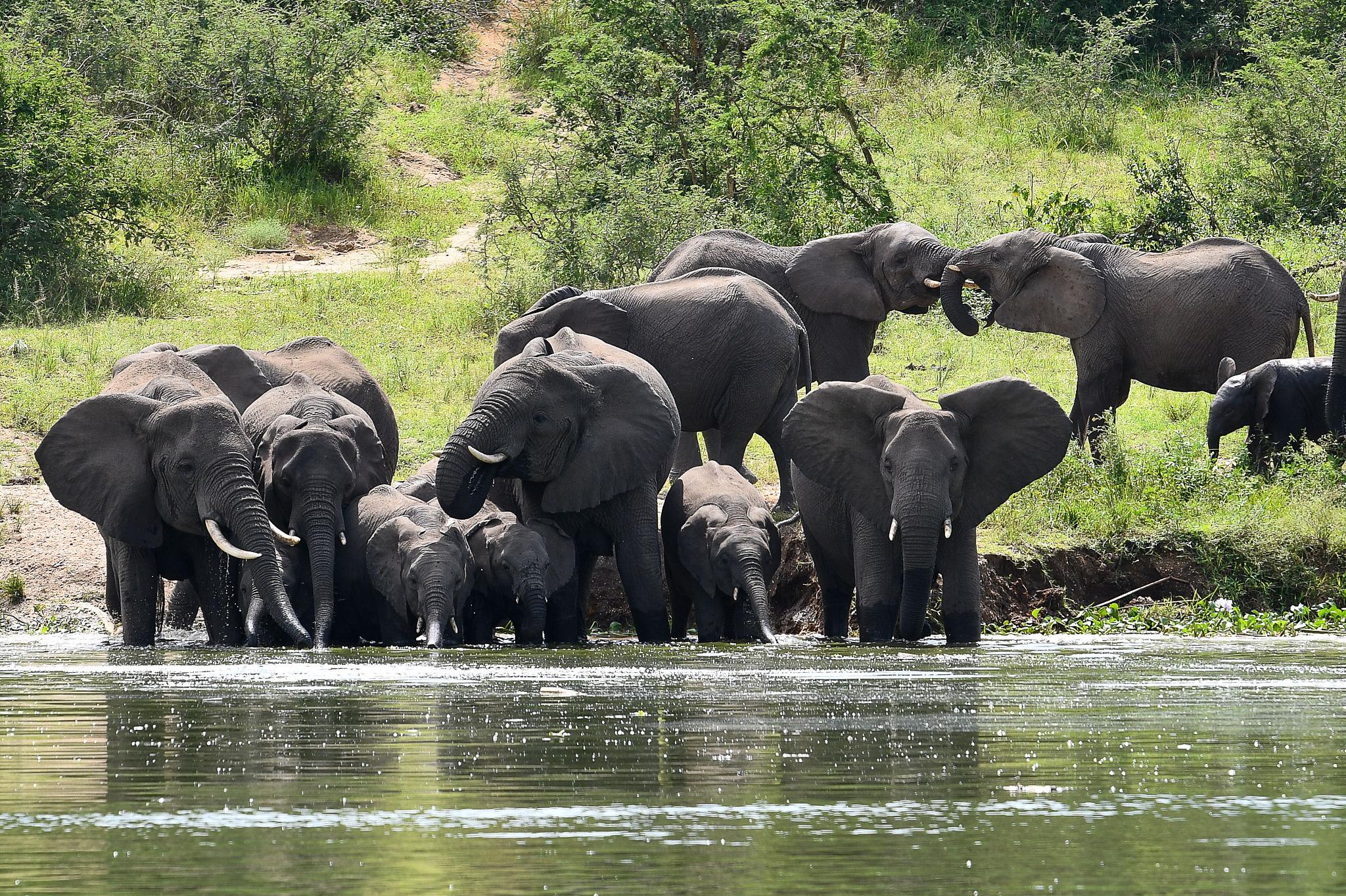 9-day gorilla and wildlife luxury safari