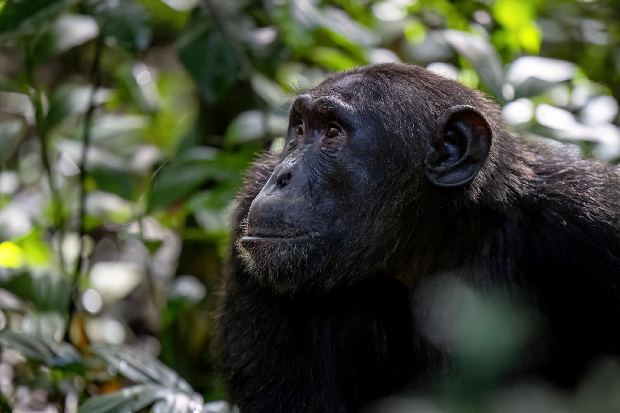 9-day gorilla and wildlife luxury safari