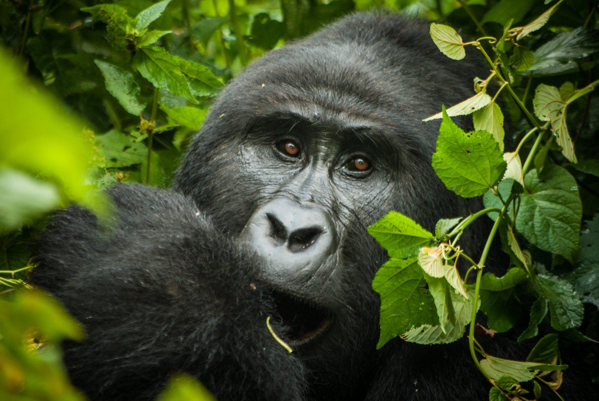 9-day gorilla and wildlife luxury safari