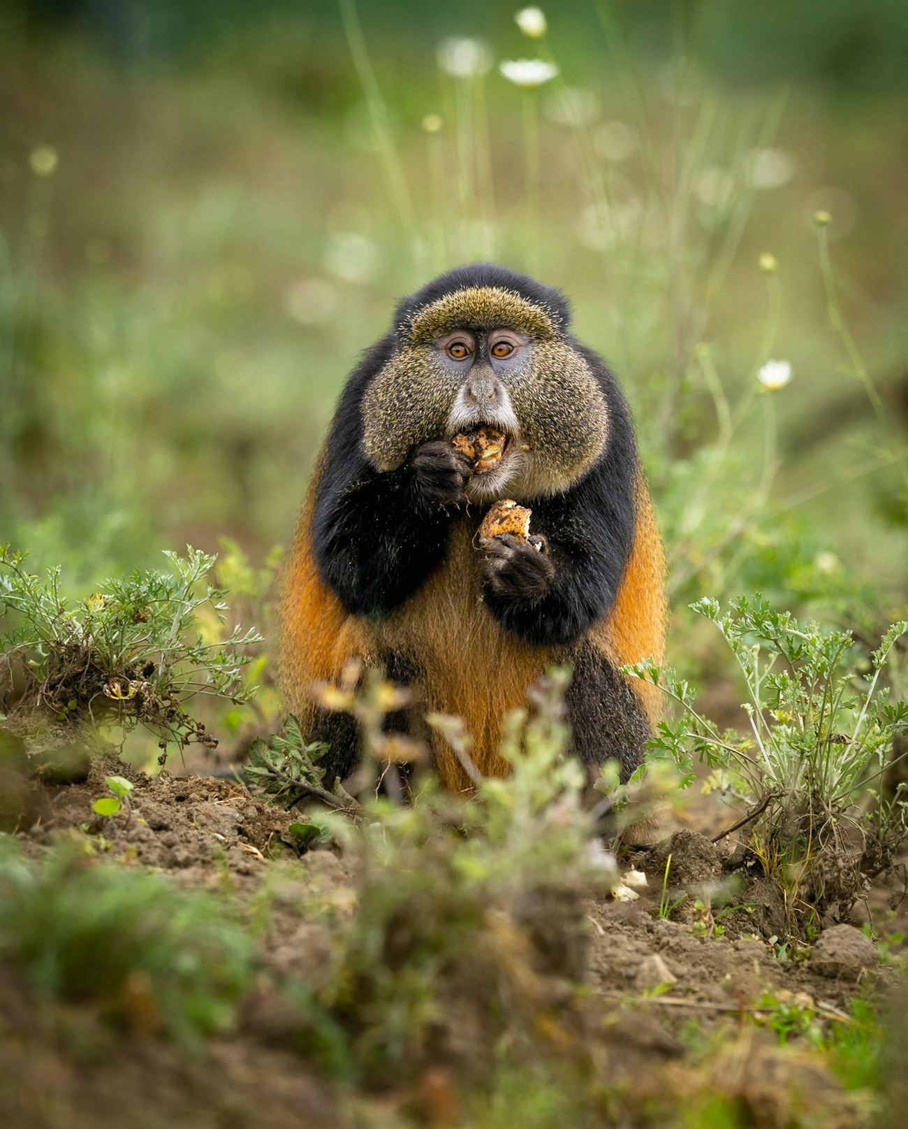 A golden monkey resting in bamboo forest in Mgahinga Gorilla National Park