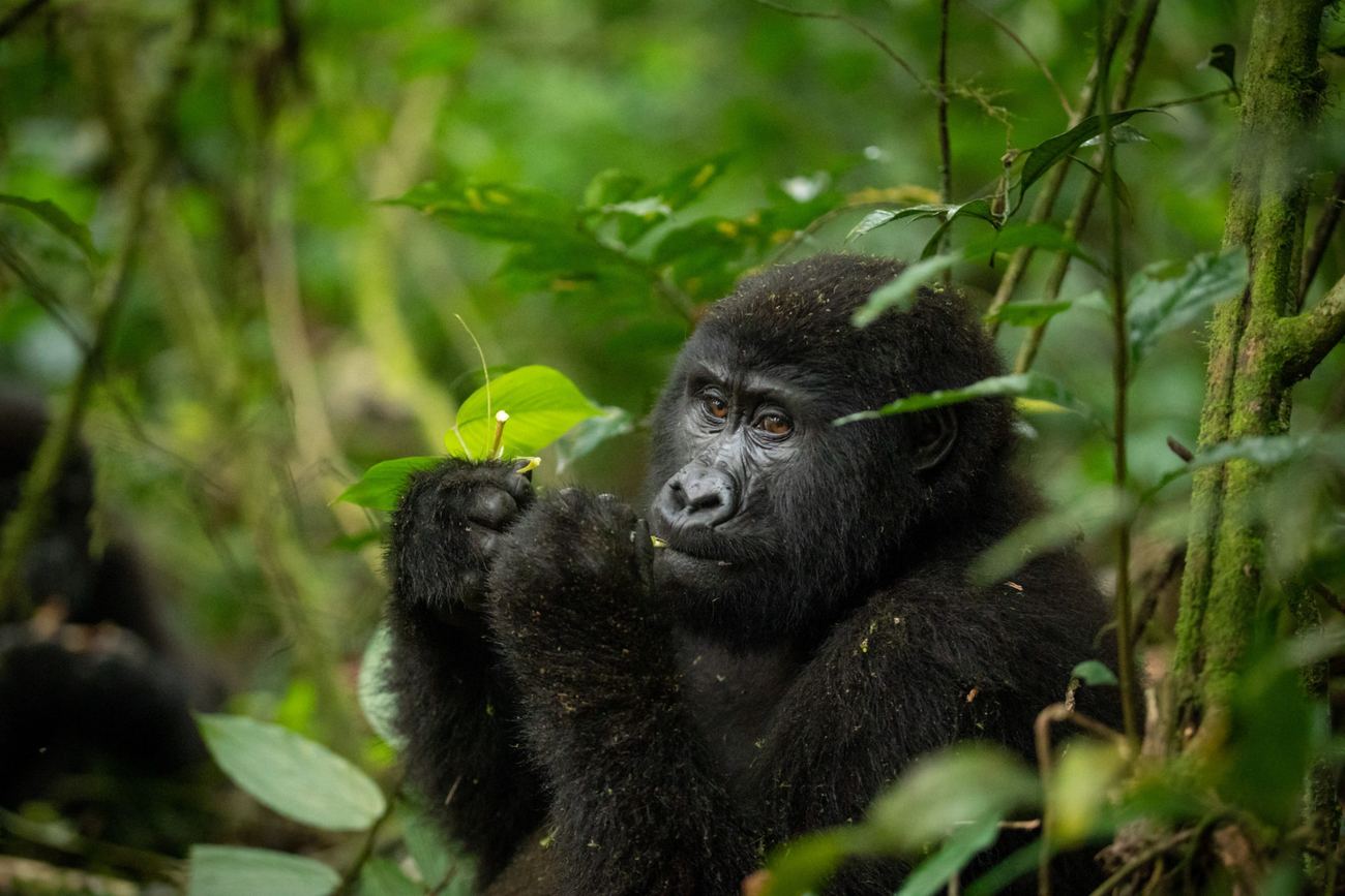 A mountain gorilla feeding in the forest understorey in south-west Uganda