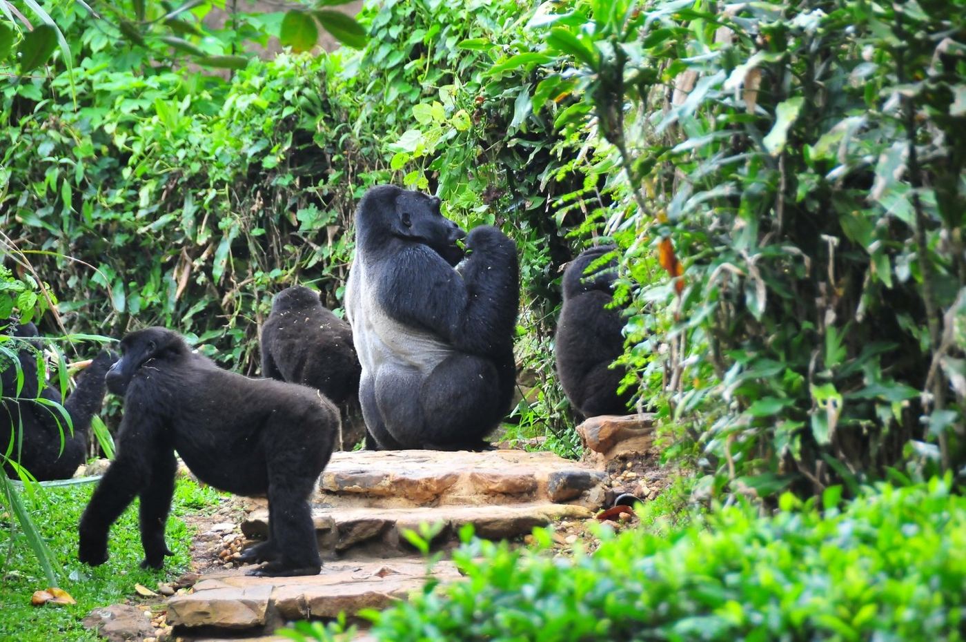 Mountain gorillas in the forest in Bwindi Impenetrable National Park, Uganda