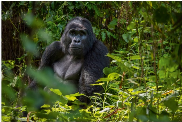 gorilla-bwindi